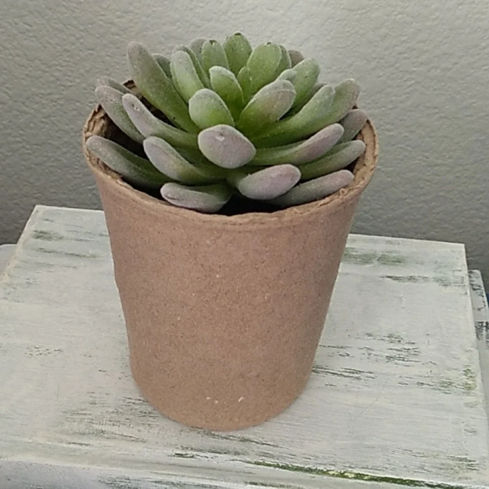 Succulent in a ceramic pot